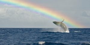 Humpback Whale Rainbow Breach